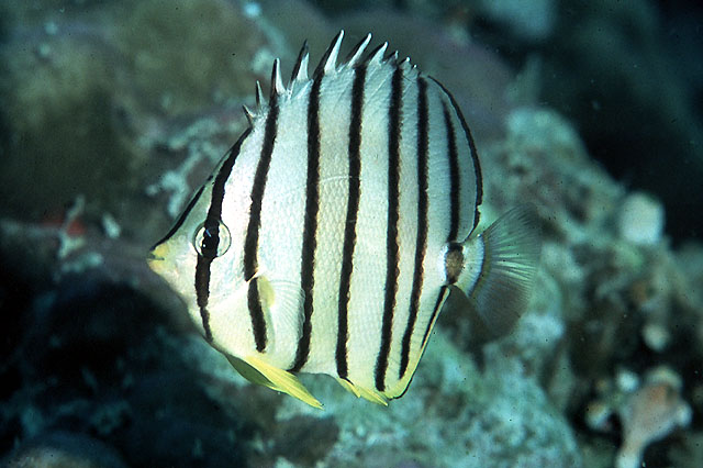 Chaetodon octofasciatus Bloch, 1787